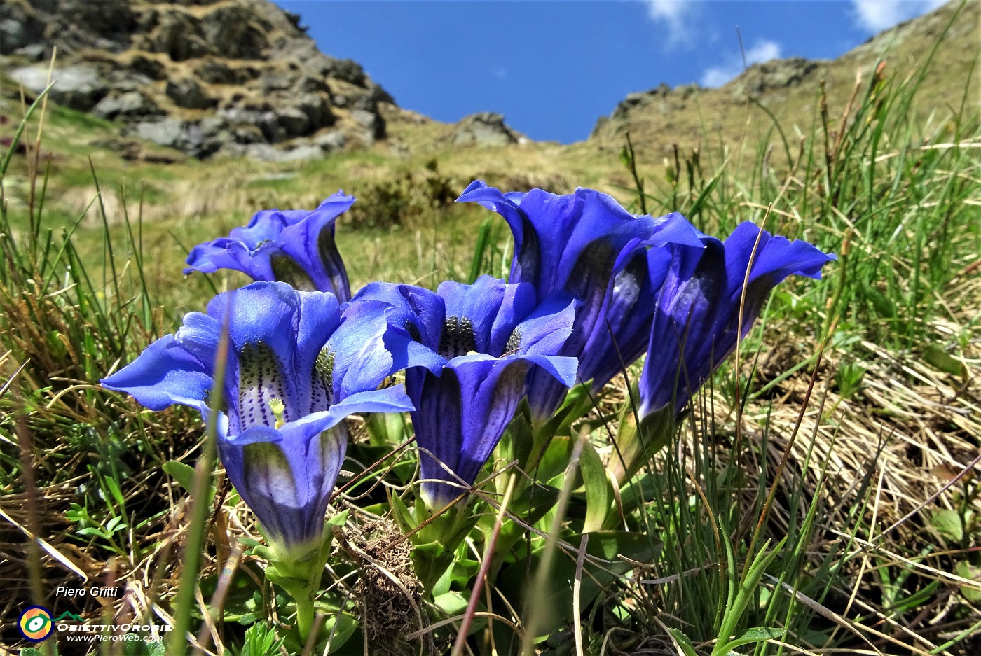 65 Genziana di Koch (Gentiana kochiana).JPG -                                
